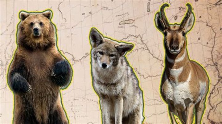 What animals did they bring on the First Fleet