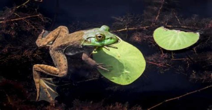 What animals eat bullfrogs