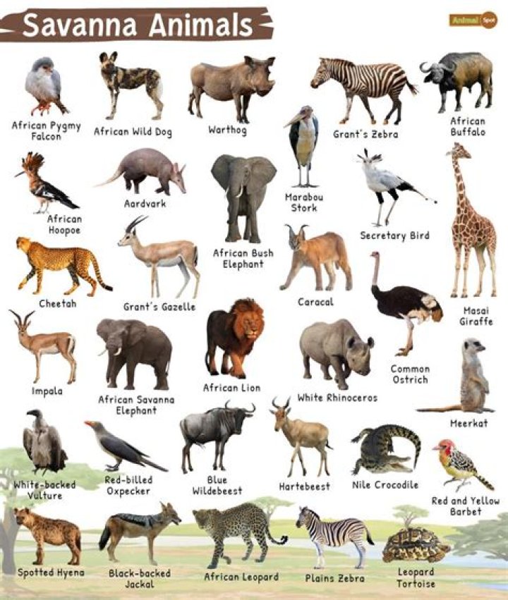What animals eat grass in the savanna