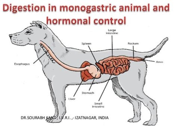 What animals have a monogastric digestive system