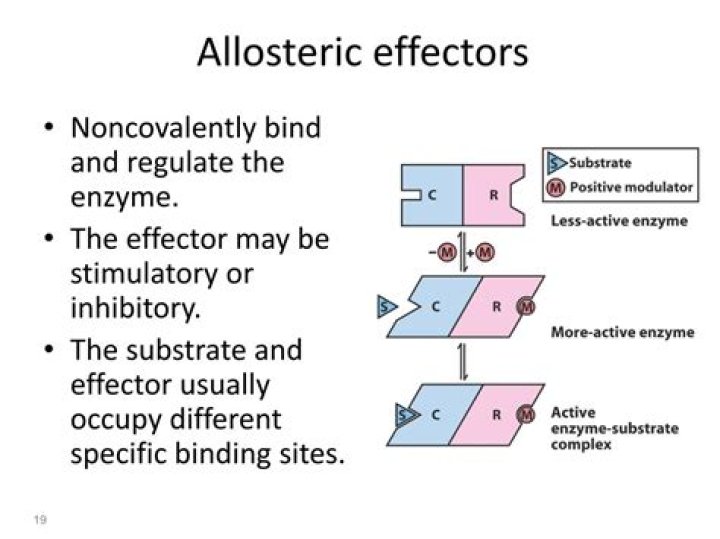What are allosteric effectors