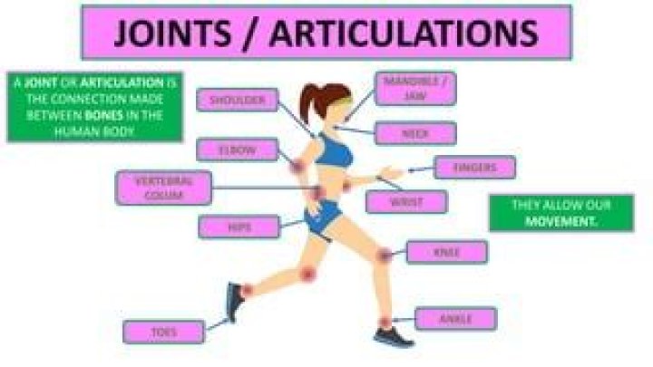 What are articulations in anatomy