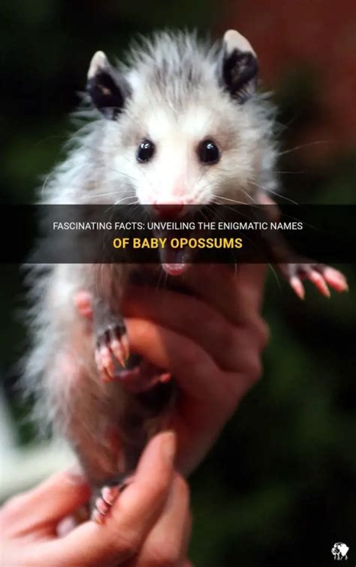 What are baby opossums called