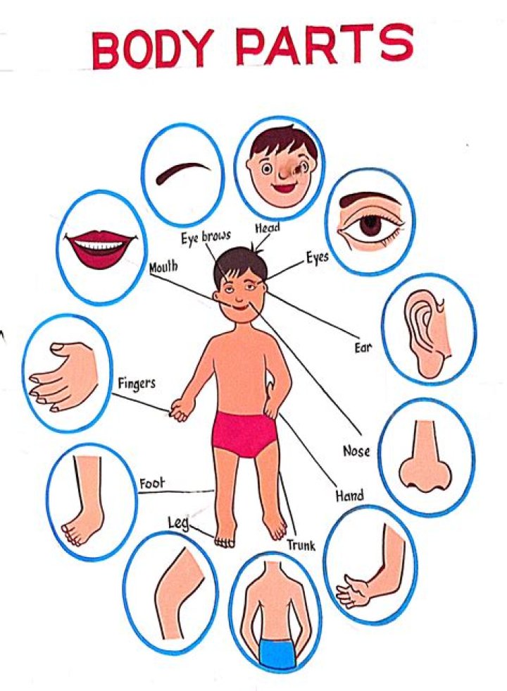 What are body parts close to the point of reference referred to as
