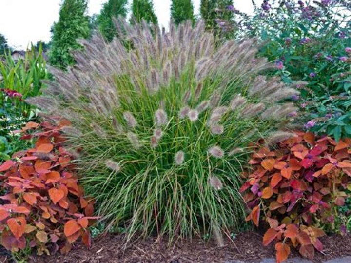 What are cool season ornamental grasses