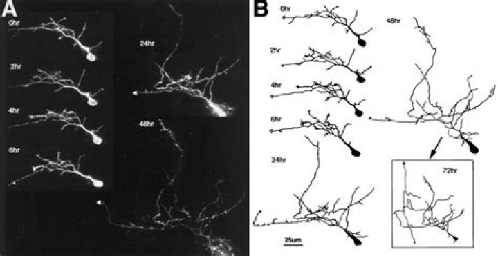 What are dendritic arbors