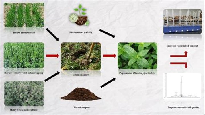 What are green manure seeds
