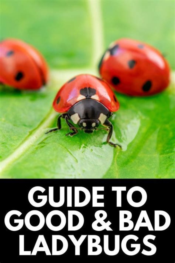 What are Ladybugs a sign of