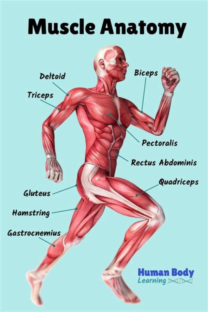 What are muscles in human body