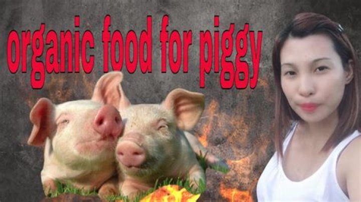 What are organic pigs fed