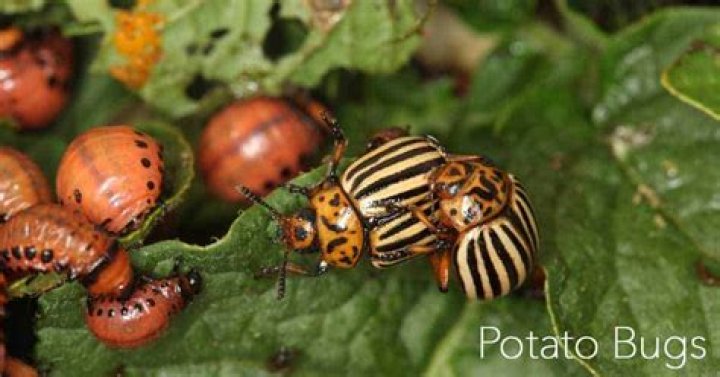 What are Potato bugs attracted to