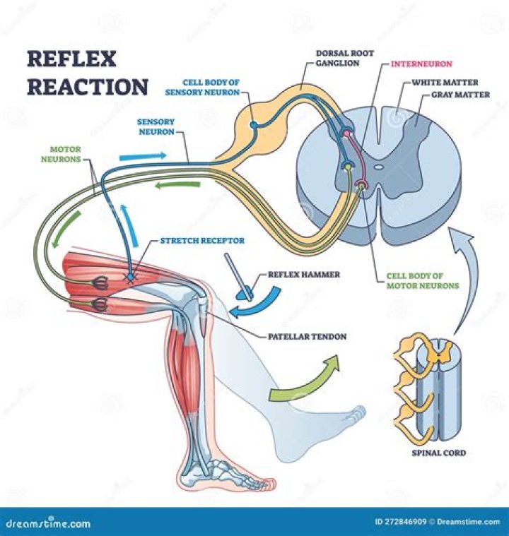 What are reflexes testing