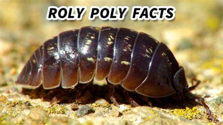 What are roly poly bugs called