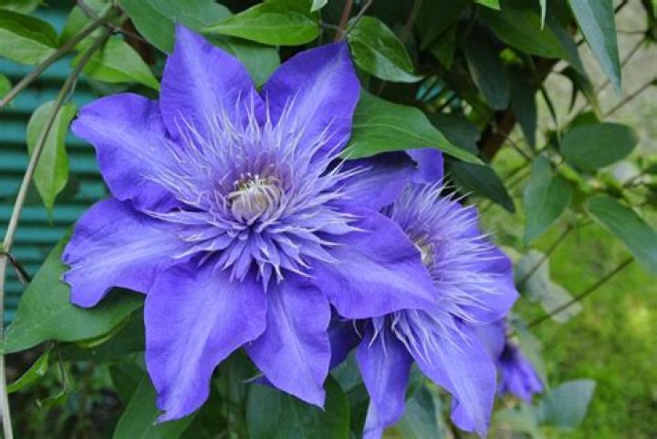 What are some blue flowers called