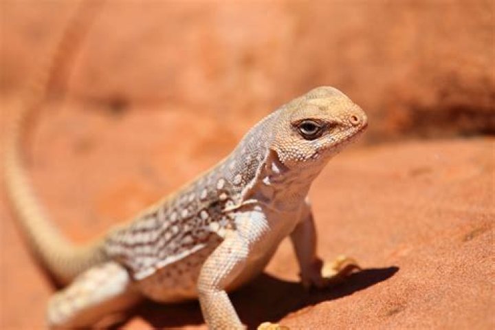 What are some lizards that live in the desert