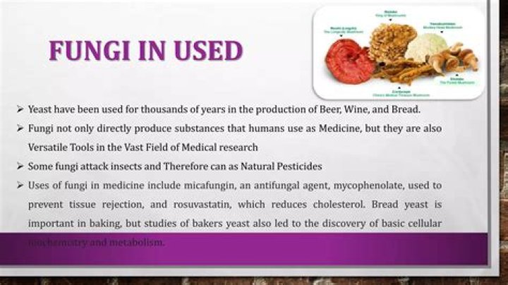 What are some practical uses of fungi