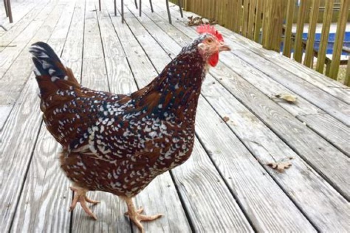 What are speckled chickens called