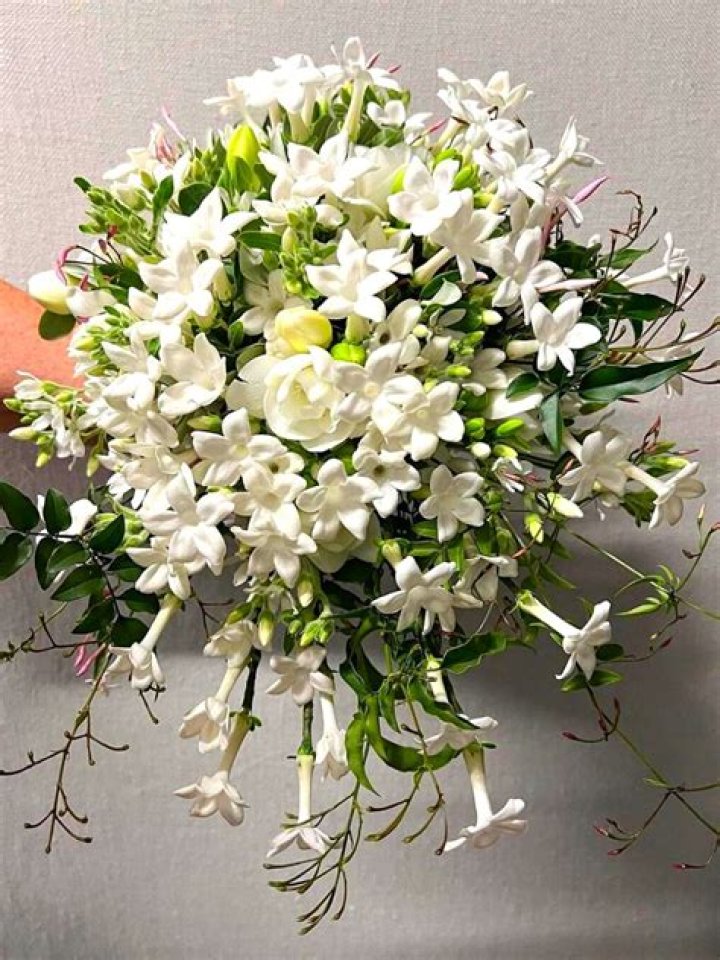 What are stephanotis flowers