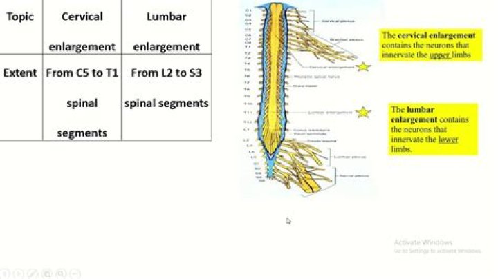 What are the 2 enlargements of the spinal cord