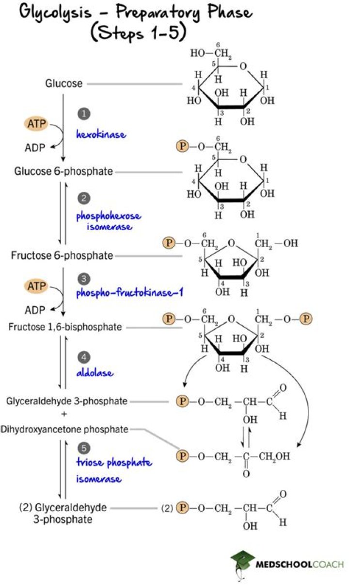 What are the 2 phases of glycolysis called