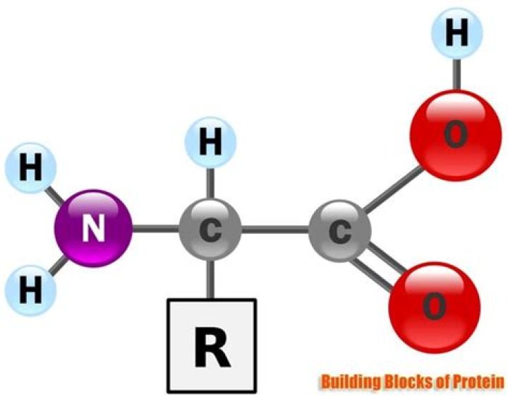 What are the 3 building blocks of proteins