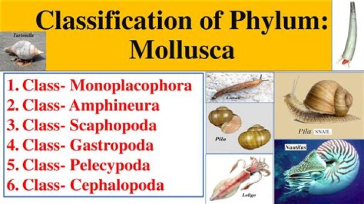 What are the 3 classes of phylum Mollusca