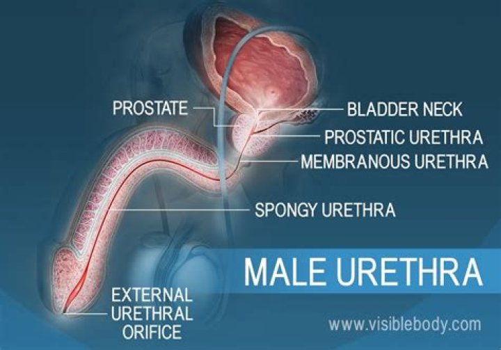 What are the 3 regions of the male urethra