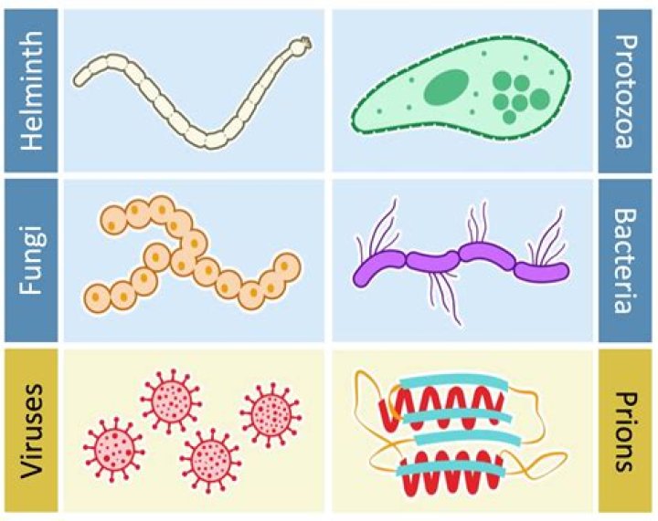 What are the 4 pathogens that cause disease