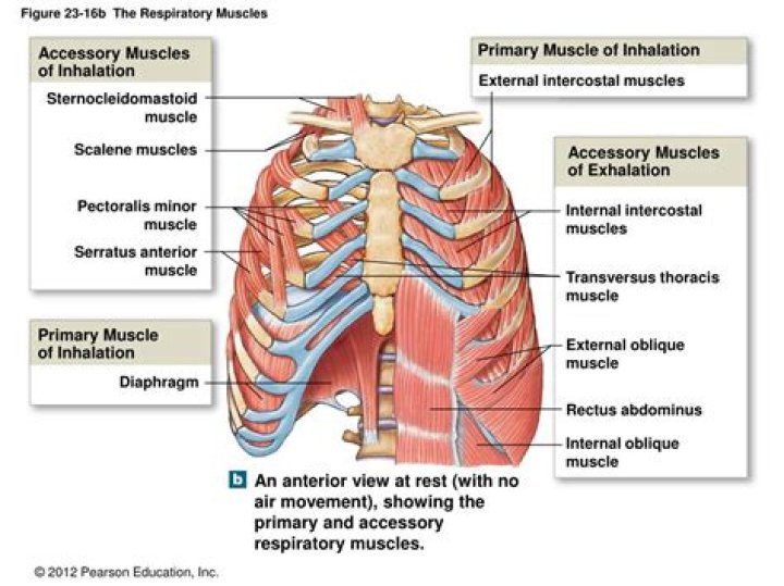 What are the accessory muscles of respiration