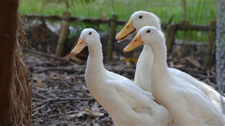 What are the best backyard ducks