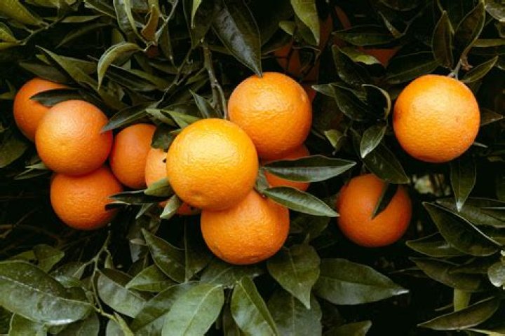 What are the best Florida oranges