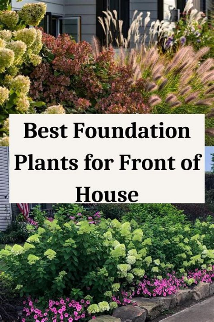 What are the best foundation plants