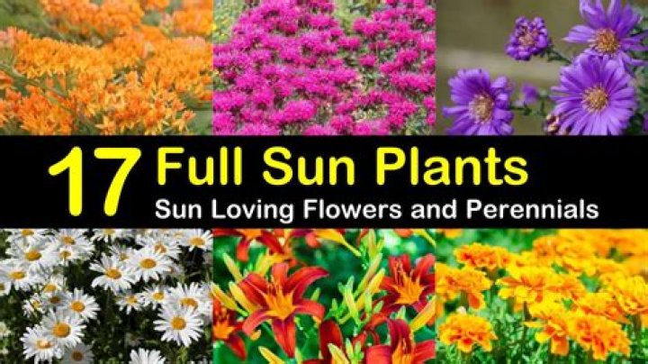 What are the best outdoor plants for full sun