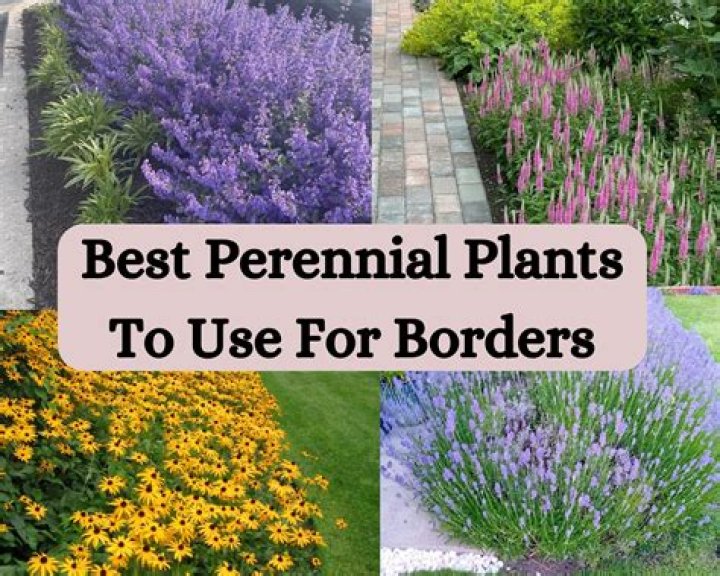 What are the best plants for borders