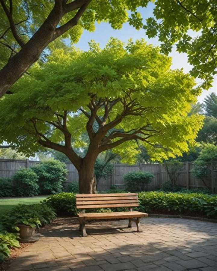 What are the best small shade trees