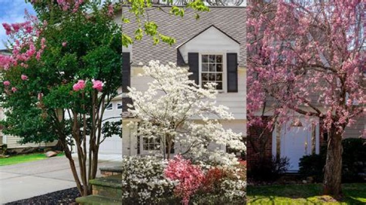 What are the best trees for a front yard
