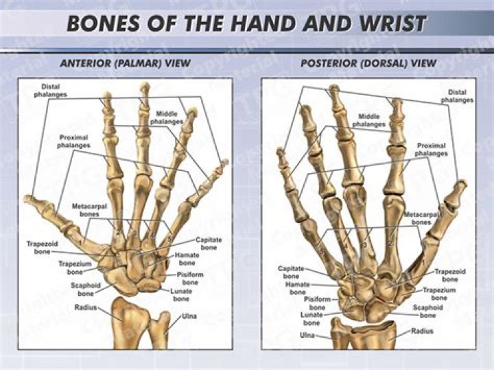 What are the bones of the wrist and hand