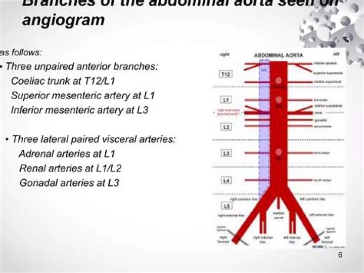 What are the branches of abdominal aorta