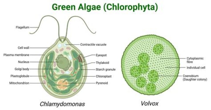 What are the characteristics of green algae