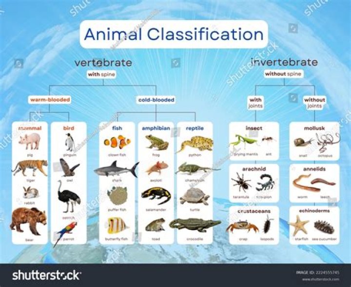 What are the classifications of Animalia