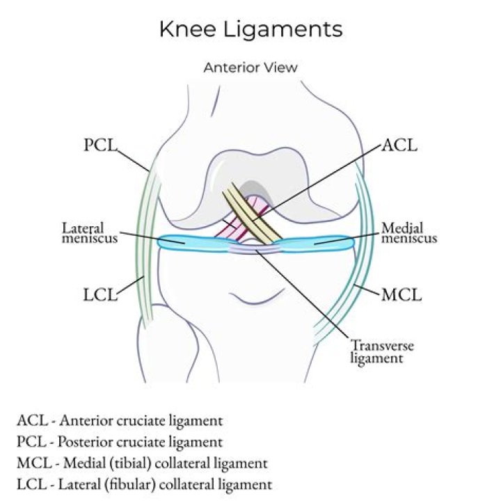 What are the clinical tests for the knee ligaments and menisci