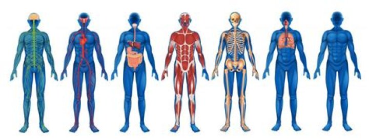 What are the different types of organs