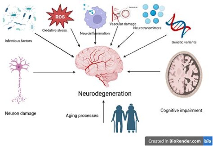 What are the effects of aging on the nervous system