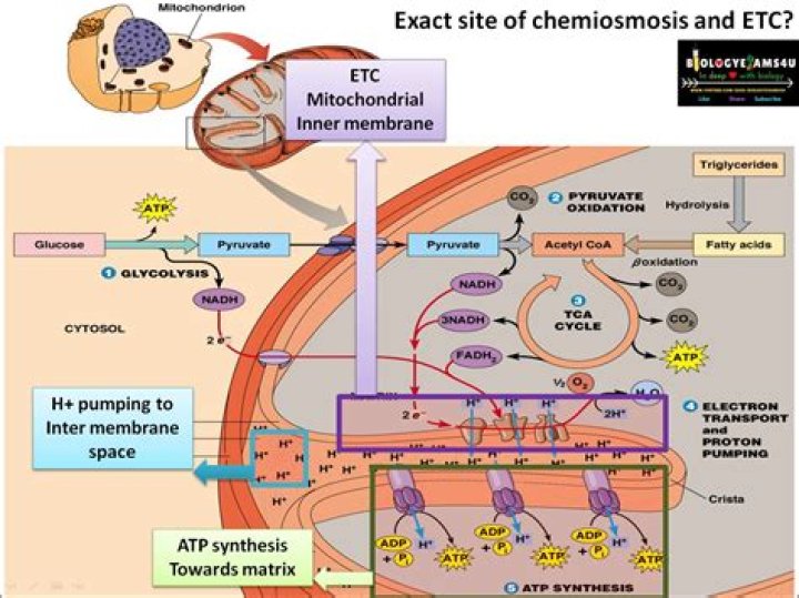 What are the events of Chemiosmosis