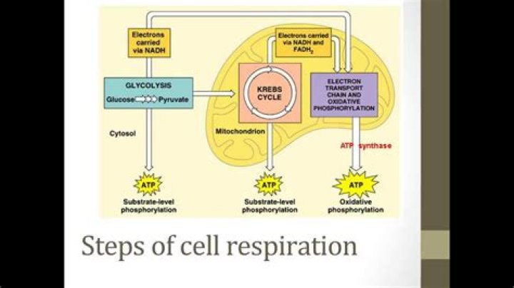 What are the four phases of cellular respiration