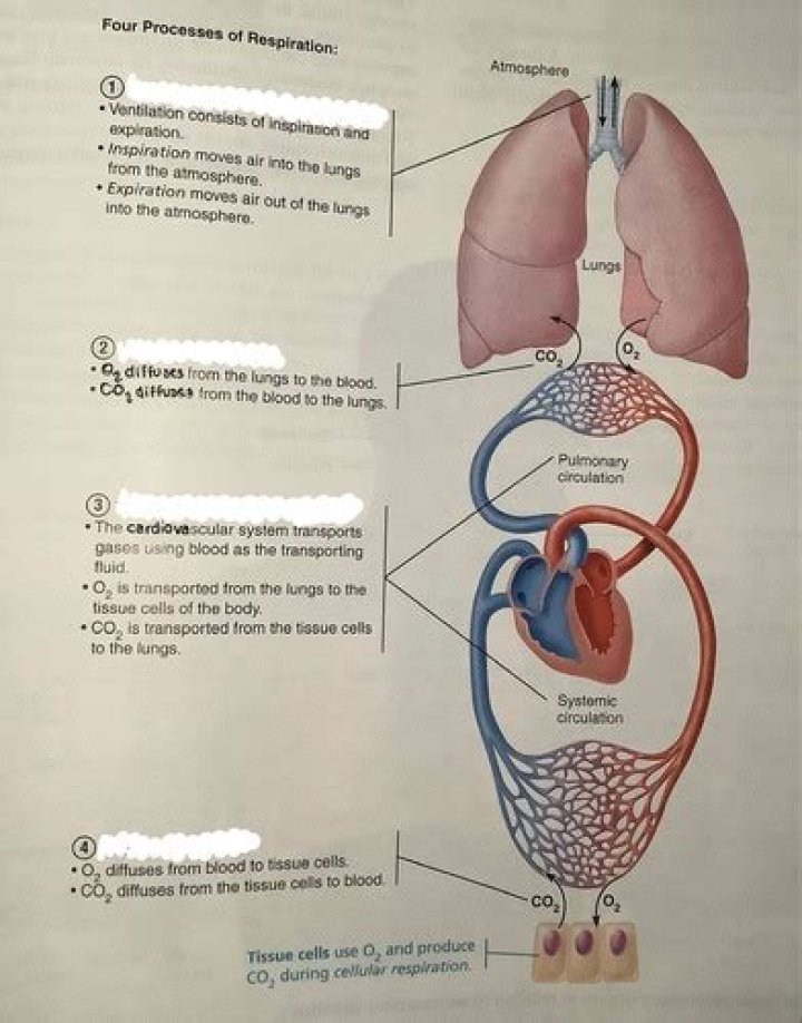 What are the four processes of respiration