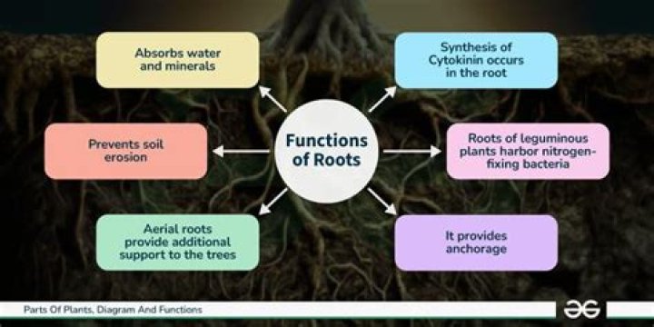 What are the function of root and stem