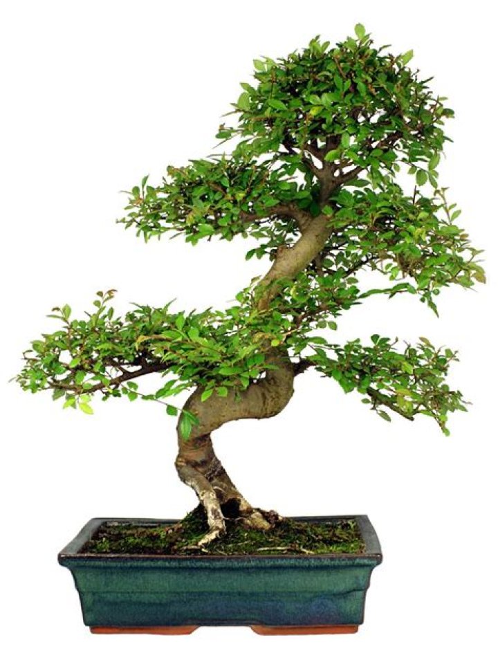 What are the little Chinese trees called