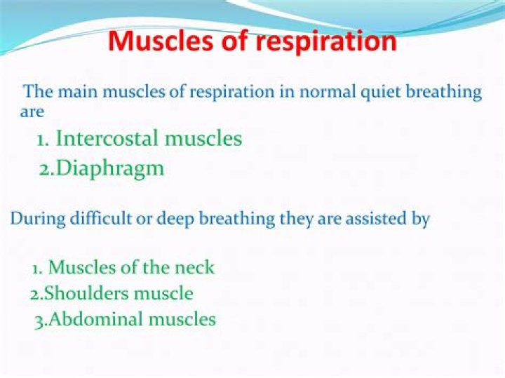 What are the main muscles of respiration