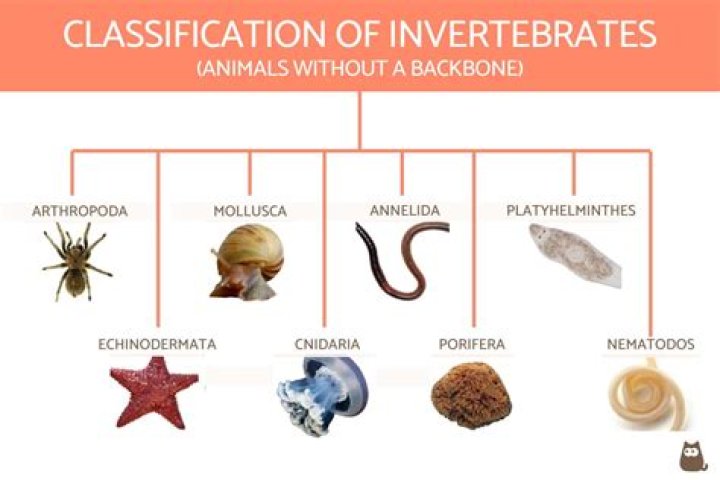 What are the major invertebrate phyla and their characteristics